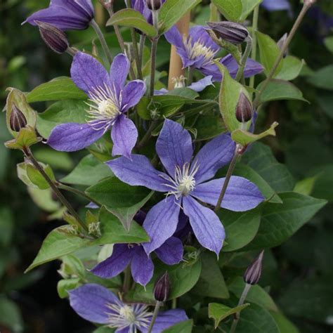 Clematis Arabella